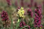 Orchidee spontanee (18kb)